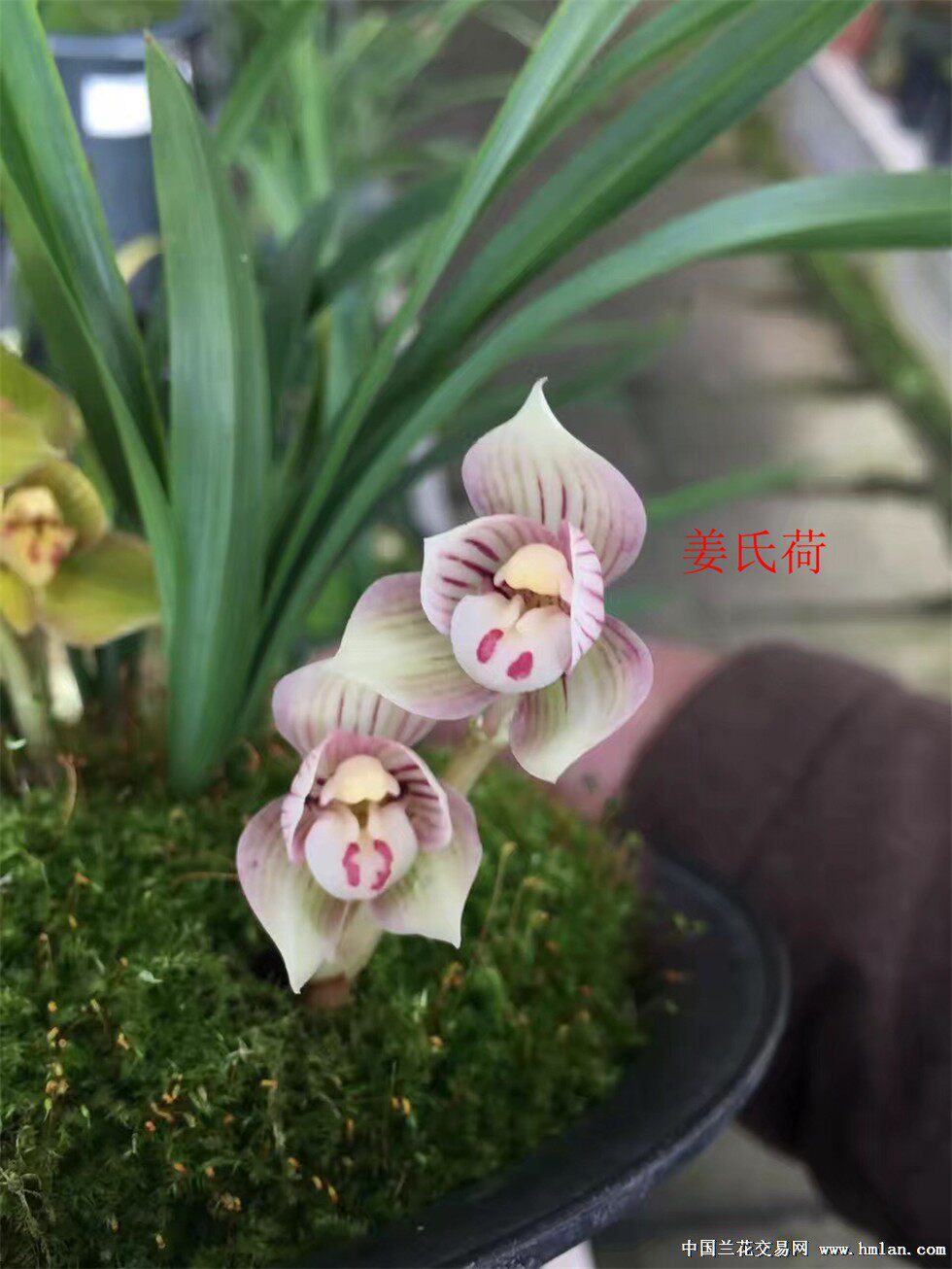 云南老种室内兰花苗阳台花卉客厅盆栽春兰浓香【姜氏荷】盆栽花卉