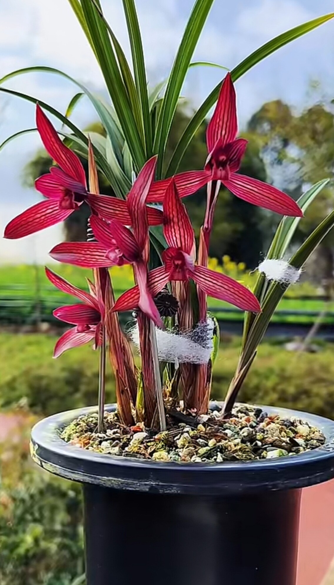 当年开花名品兰花苗 春兰东方红素 浓香阳台庭院绿植花卉盆景