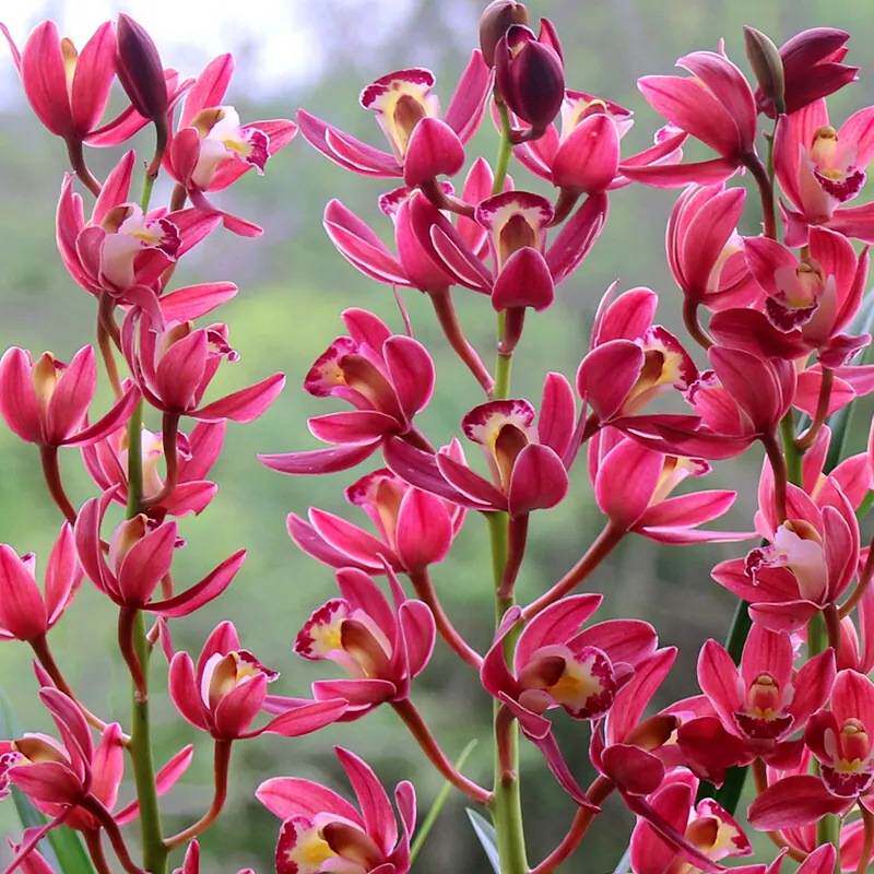 精品高档【红双喜】年宵花大红色带花苞建兰名品室厅好养易活兰花