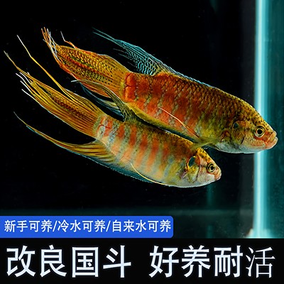 中国斗鱼普叉巨普冷水鱼