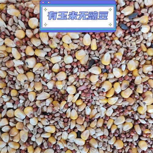 鸽粮鸽子饲料有玉米幼鸽观赏鸽