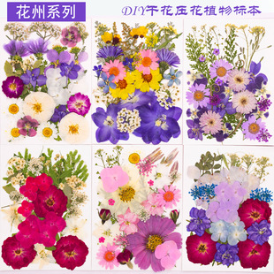 花材包干花包押花包儿童手工植物标本 diy滴胶押花压花贴画花瓣妆