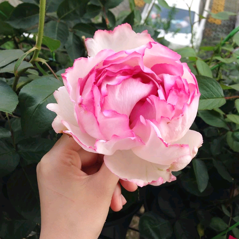 大花浓香伊芙贵族香水月季花苗多季节重复开花浓大马士革花香型