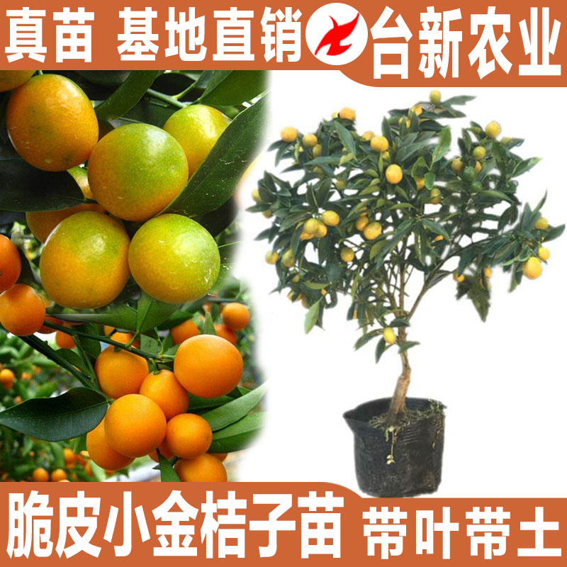 金桔盆栽果树苗四季食用带果室内