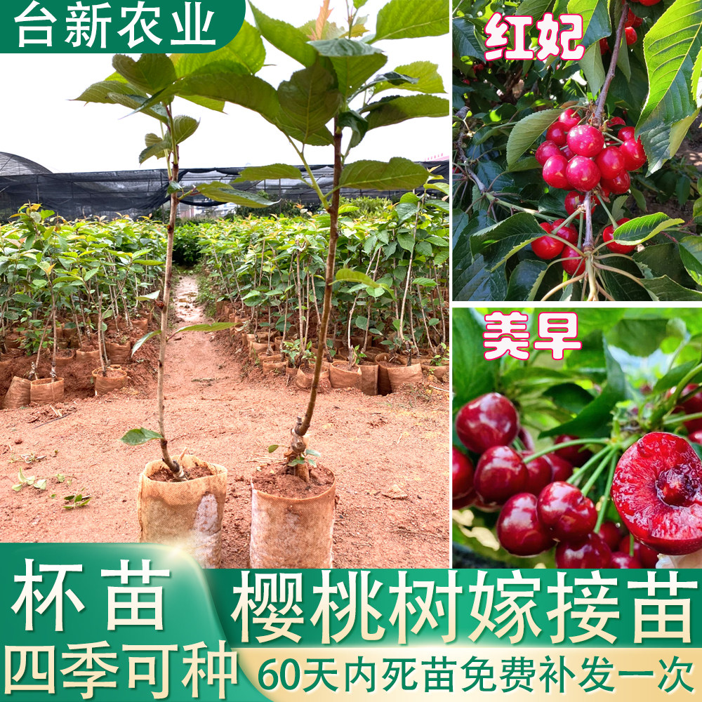 美早樱桃树大樱桃苗嫁接矮化红妃樱桃苗带土叶北方种植车厘子树苗