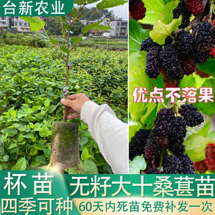 无籽大十桑葚苗带果嫁接大果桑苗盆栽地栽桑葚树苗带土叶桑树活苗