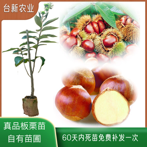 嫁接板栗苗果树果苗苗包活60天