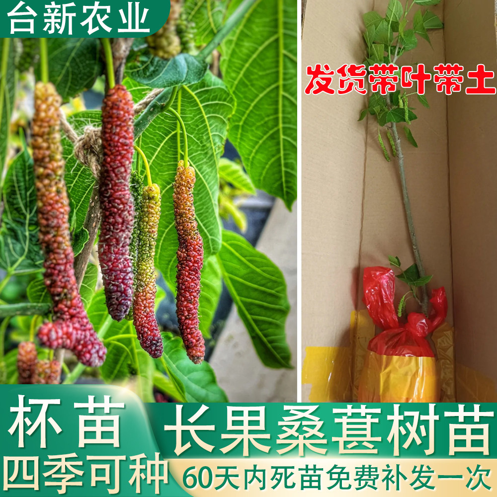 长果桑葚树苗桑果苗无籽大十果桑苗桑葚苗嫁接苗盆栽果树四季结果