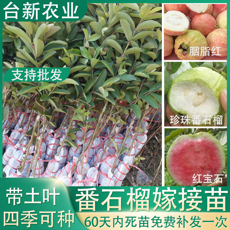 红宝石番石榴苗珍珠白肉芭乐苗胭脂红番石榴苗盆栽果树带土带叶