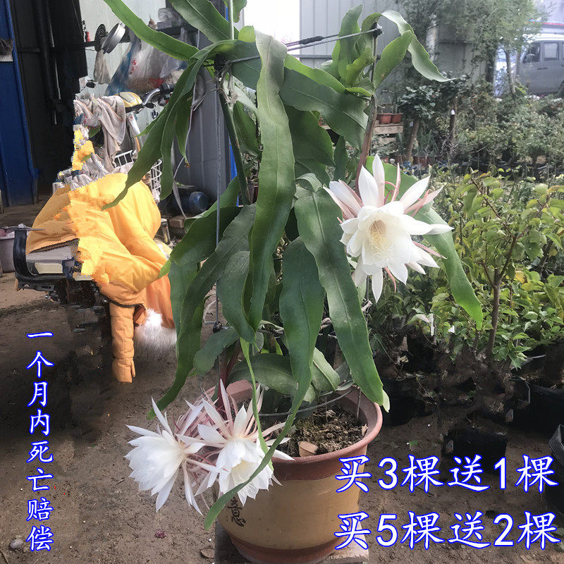 昙花苗花卉盆栽观花植物孔雀蓝室内开花浓香四季 孔雀兰