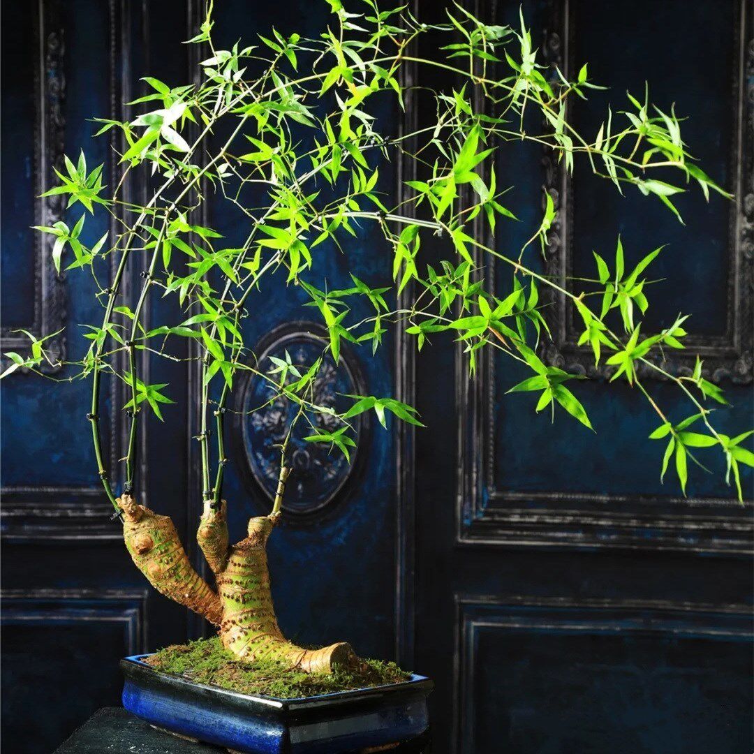 正宗湛江小叶簕竹老桩根苗室内外勒竹子花园庭院绿植盆栽耐寒竹头