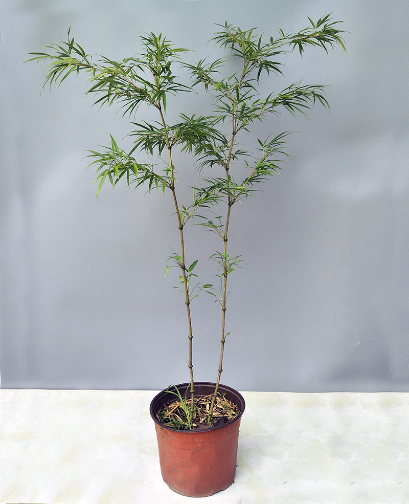 筇竹苗罗汉竹苗盆栽办公室阳台庭院绿化竹艺术盆景竹观赏竹包邮