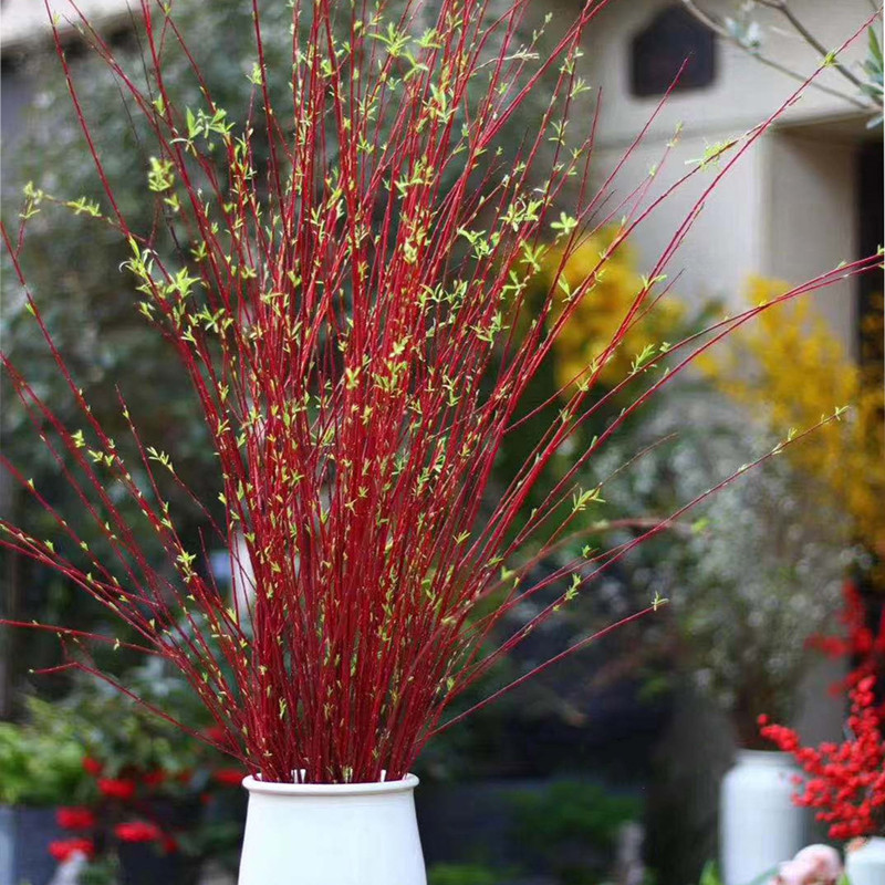 干枝红柳花遇水生根不开花可长叶子年宵花卉插花红色喜庆植物泡水