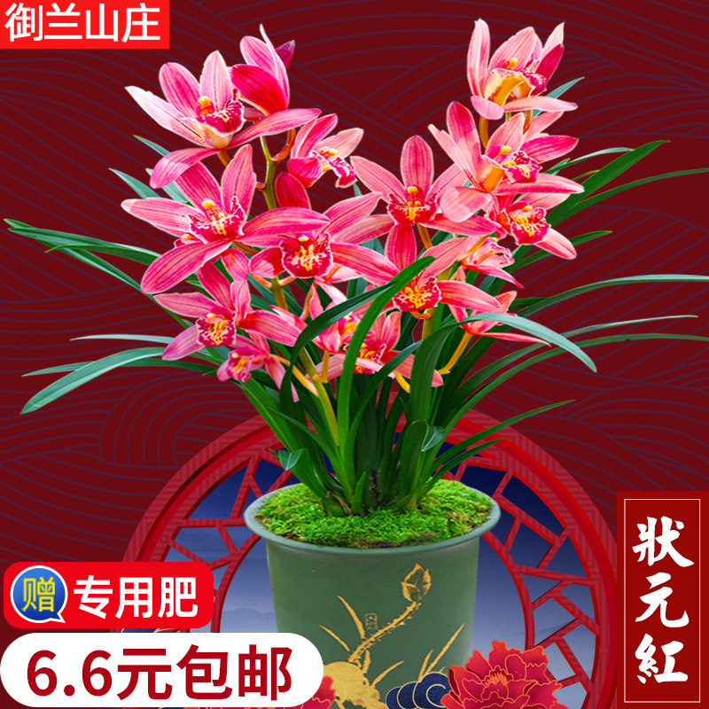 兰花苗【状元红】建兰花盆栽植物室内花卉四季兰绿植兰草阳台喜庆