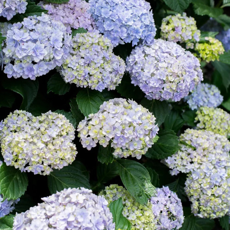 无尽夏革命蓝色多瑙河头花杜鲁斯花手鞠佳澄绣球花盆栽苗庭院绿植