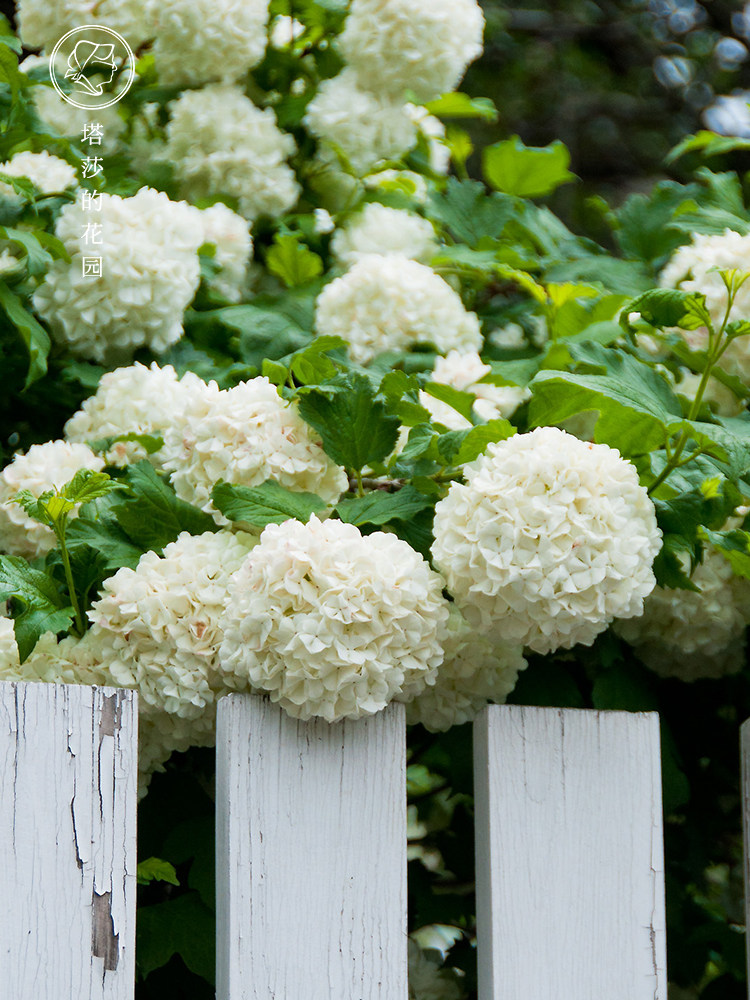 塔莎的花园 欧洲木绣球玫瑰绣球盆栽庭院阳台露台种植花苗花期长