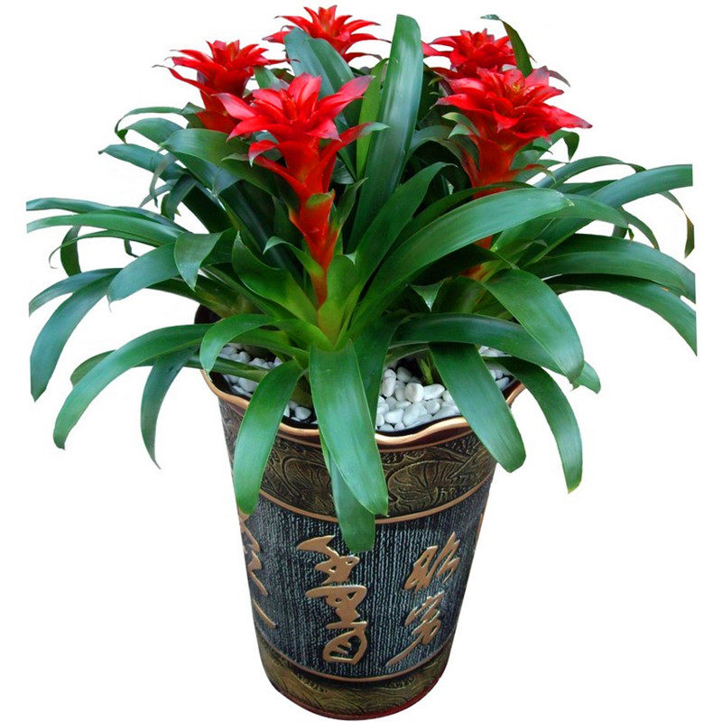 室内桌面办公室盆栽绿植花卉盆景绿色植物 凤梨金边凤梨 鸿运当头