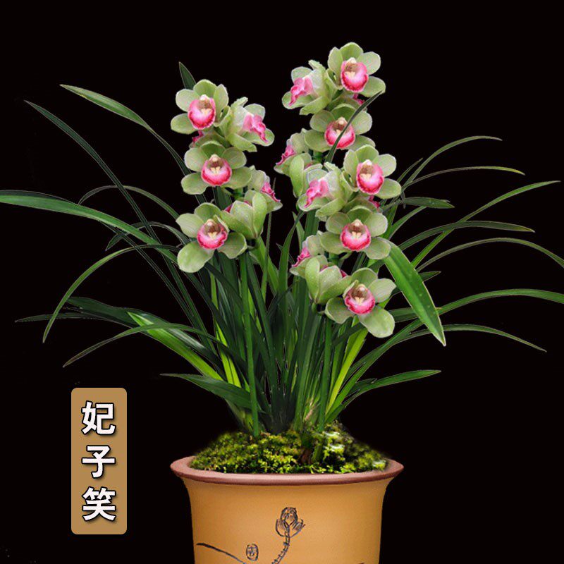 兰花苗妃子笑浓香兰花盆栽建兰四季兰好养室内阳台客厅绿植花卉