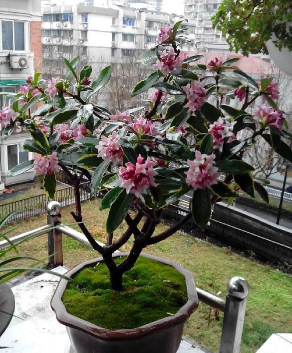 多年金边瑞香盆栽 浓香型 老桩大苗室内植物带花苞耐寒.