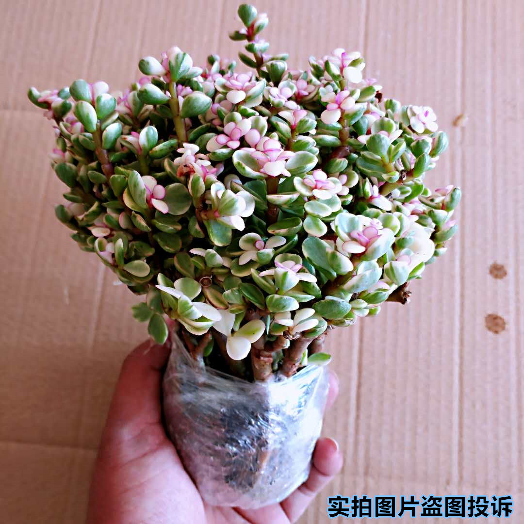 多年生玉树老桩多肉金枝玉叶绿植老桩雅乐之舞盆景盆栽玉树植物