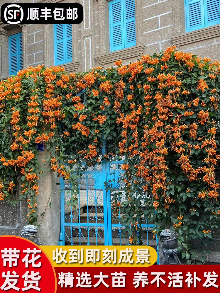 凌霄花树苗四季开花卉绿植盆栽庭院阳台爬藤植物炮仗花特大苗耐寒