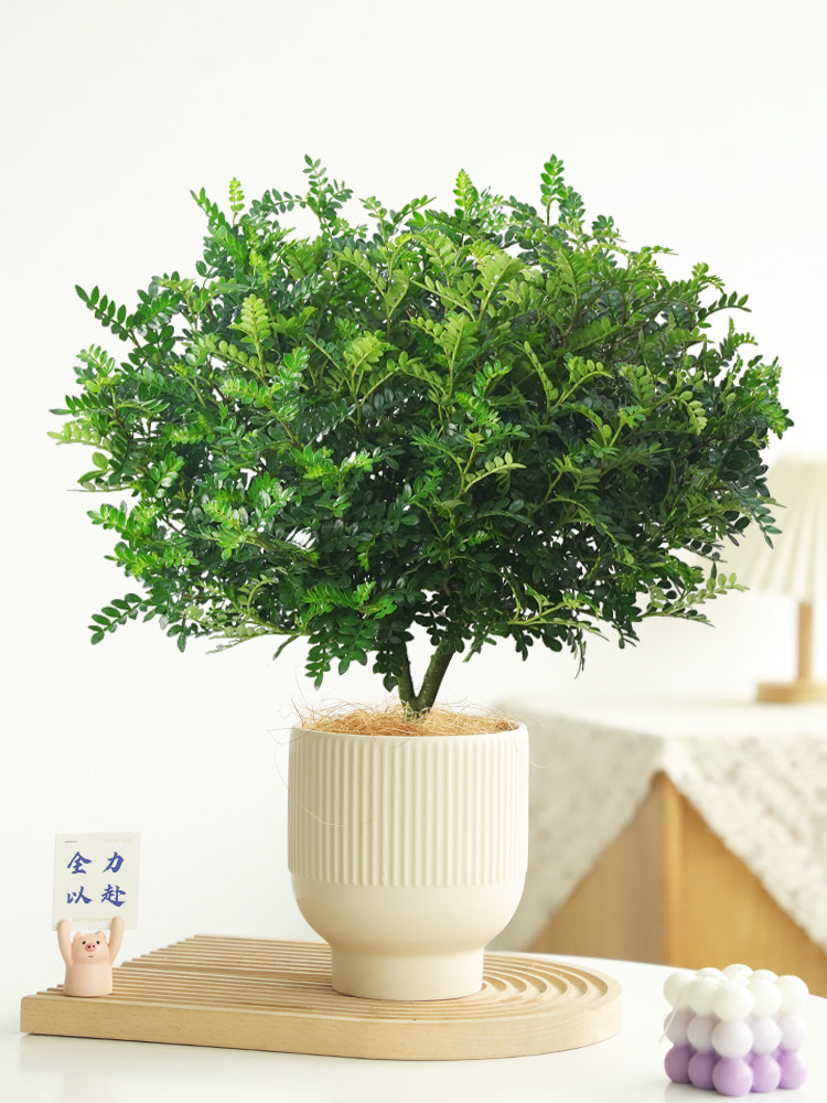 驱蚊草植物正宗清香胡椒木盆栽庭院花镜绿植室内客厅办公室好养活