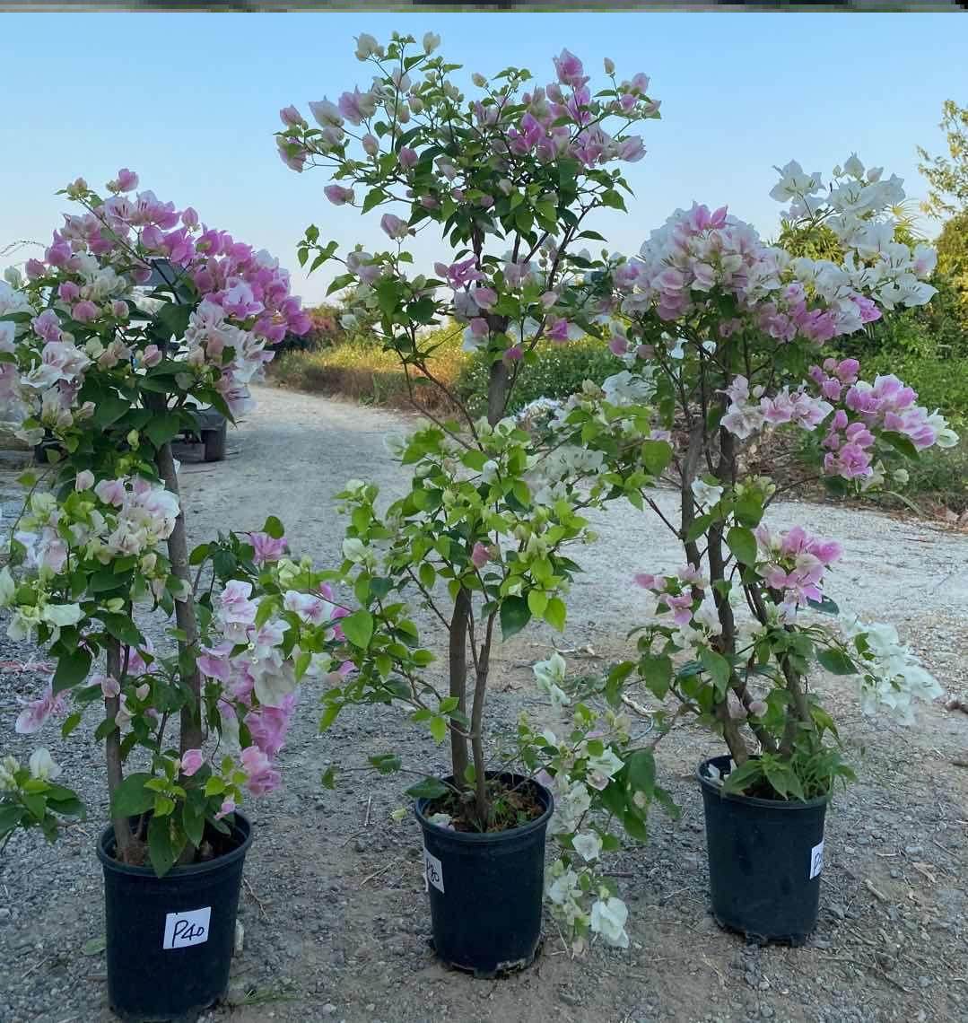 宏优家 广红樱三角梅树桩  老桩 花蝴蝶 不规则开粉白  非常勤花