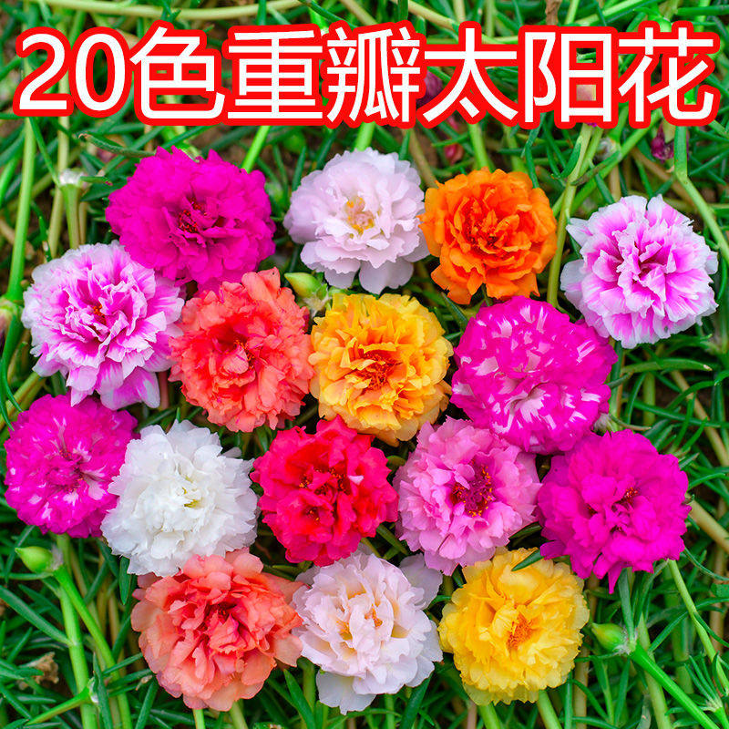 【带根带土发货】重瓣太阳花苗宿根混色植物绿植盆栽四季开花不断