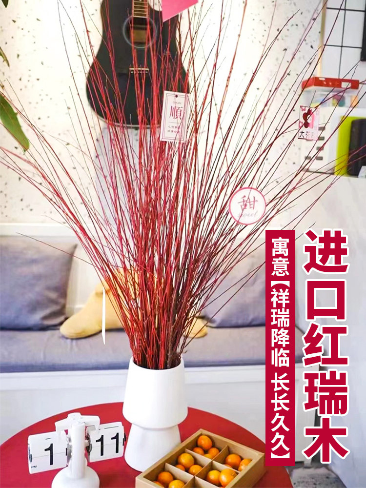 红瑞木年宵花卉银柳水培植物室内客厅装饰盆栽干花摆件干枝好水养