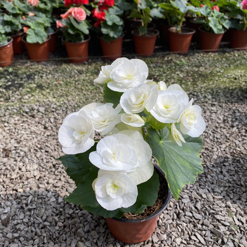 丽格海棠多色室内盆栽四季开花懒人花耐旱好养带花苞重瓣玫瑰海棠