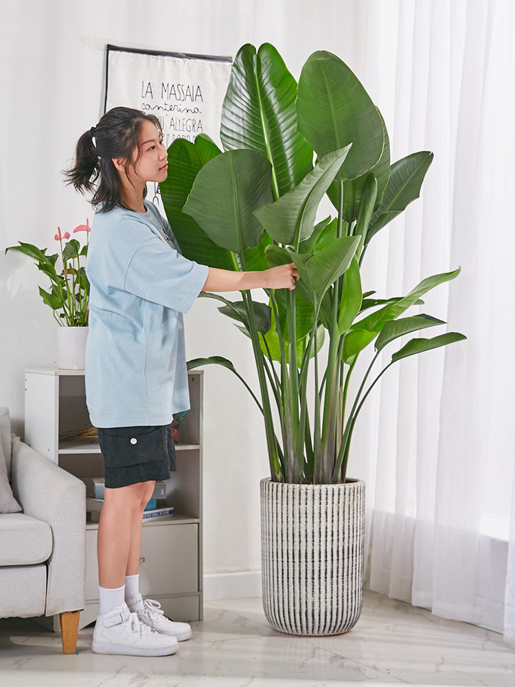 天堂鸟大盆栽鹤望兰北欧家居客厅公司室内中大型绿植净化空气植物