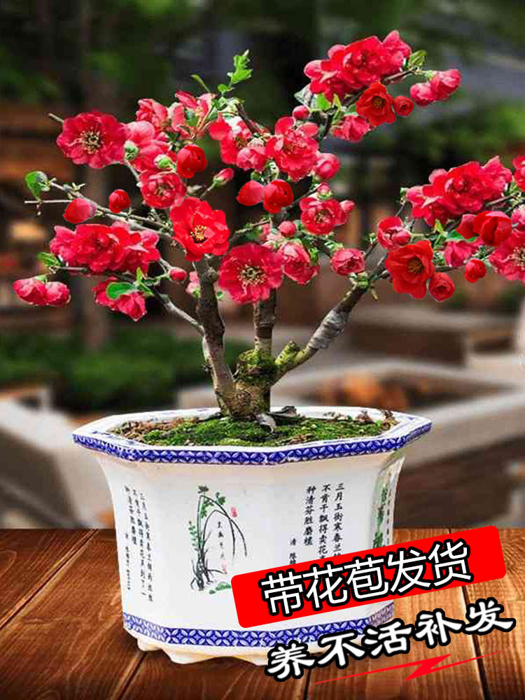 海棠花盆栽四季开花植物室内花海棠老桩盆景花卉好养耐寒耐冻树苗