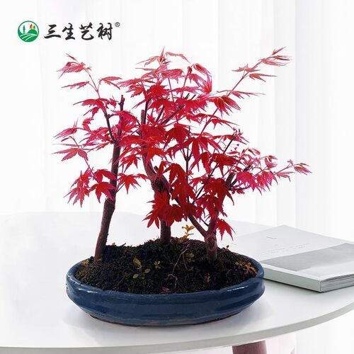 日本红叶质量怎么样 日本红叶口碑怎么样 小麦优选