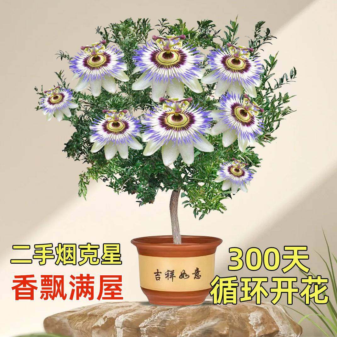 浓香四季开花醉美人重瓣大花卉耐热耐寒室内外好养不死植物驱蚊花