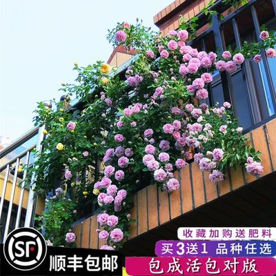 藤本月季庭院爬植物花卉盆栽墙蔷