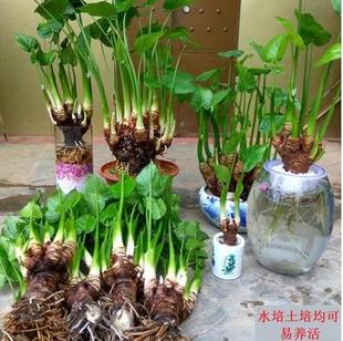 绿植水培观叶花卉植物哦 常青 绿植盆栽 滴水观音室内盆栽四季