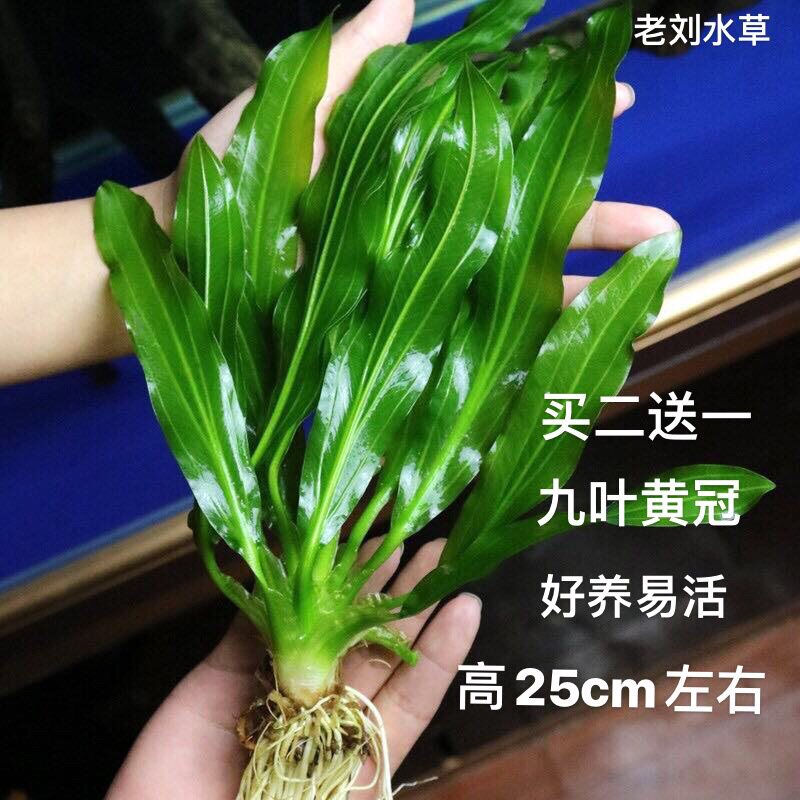 优九叶皇冠净化水质大叶绿九冠迷你椒草小九冠鱼缸阴性植物水草