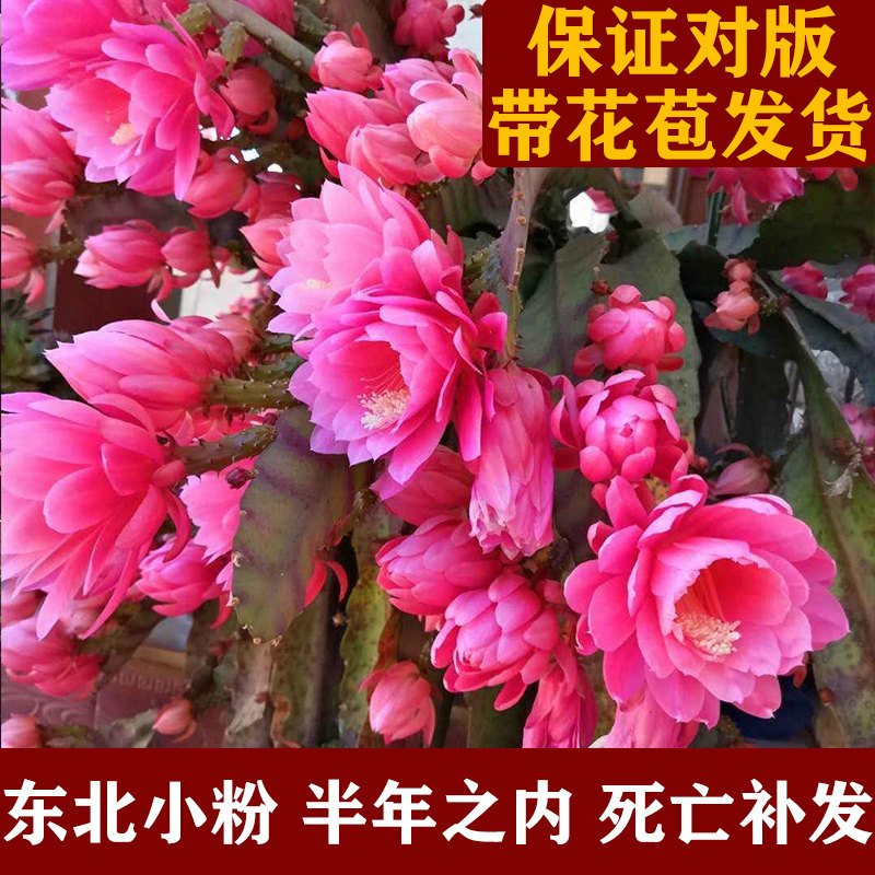东北小粉色令箭荷花苗带花苞香味仙人剑昙花绿植物室内外盆栽进口
