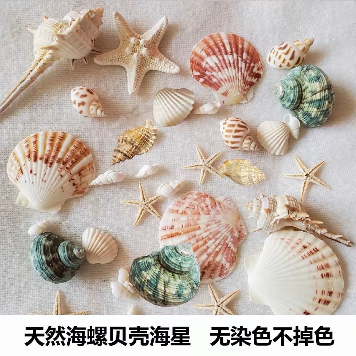 天然贝壳海螺海星海胆壳幼儿园手工diy贝壳相框鱼缸造景大海螺壳