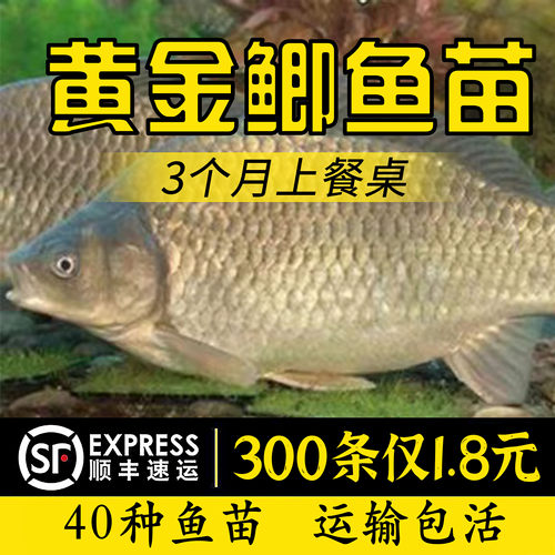 鲫鱼大品种黄金鲫鱼淡水养殖