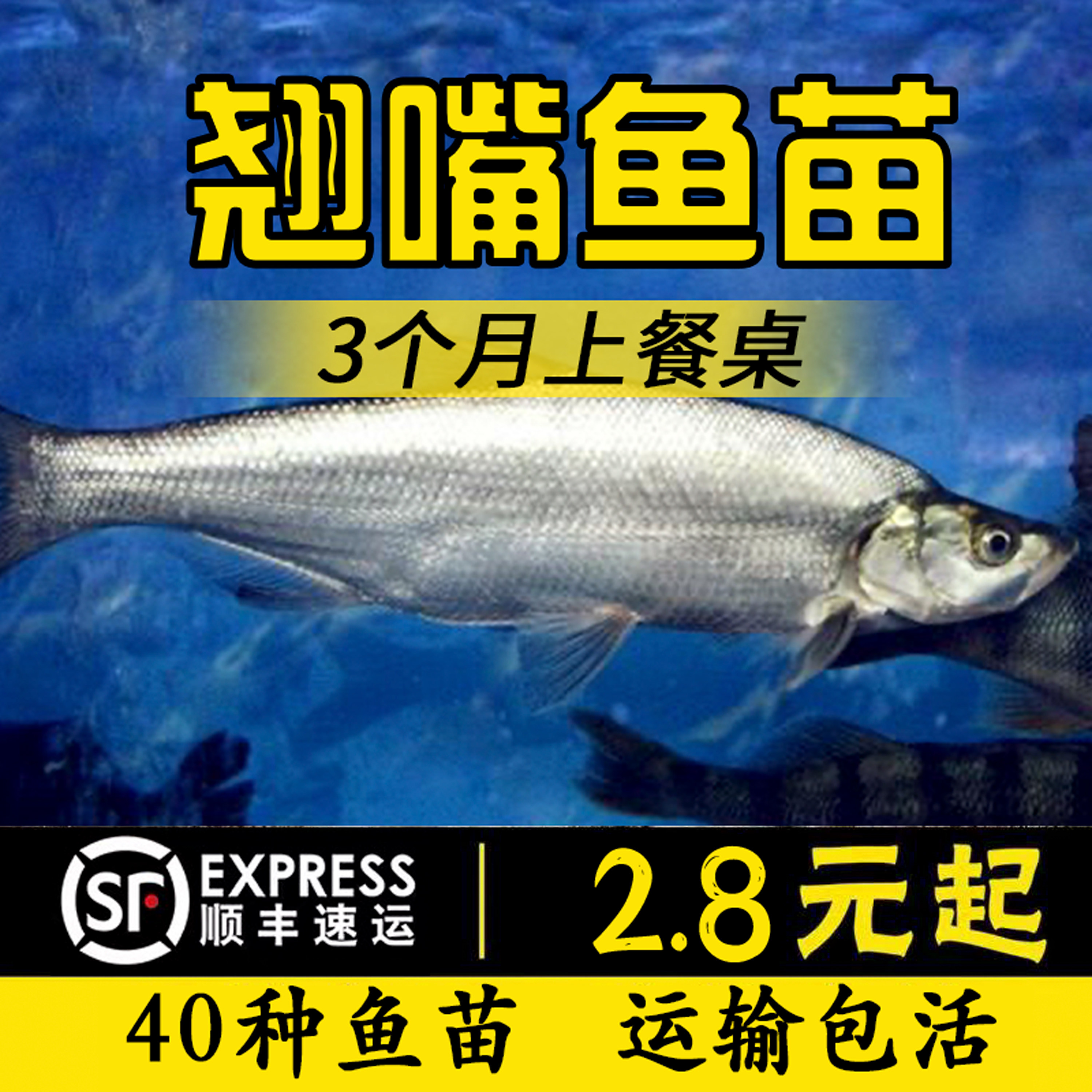 翘嘴鲌刁子淡水路亚养殖食用鱼苗