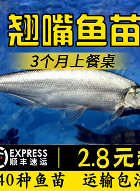翘嘴鲌刁子淡水路亚养殖食用鱼苗
