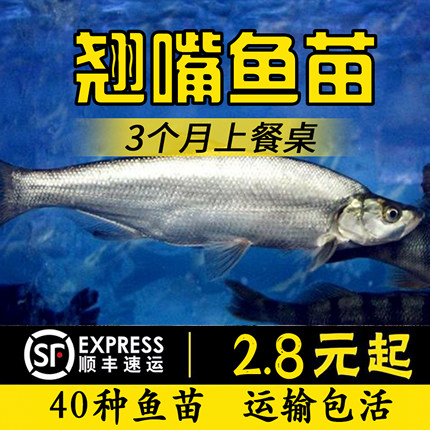 翘嘴鱼苗翘嘴鲌白鱼苗刁子鱼米翘壳淡水路亚养殖活体食用翘壳鱼苗
