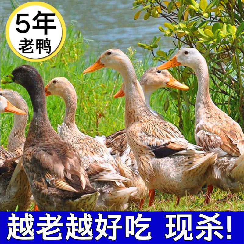 散养农家老鸭正宗5年土鸭水鸭子非麻鸭蛋鸭活鸭现杀整只新鲜鸭肉