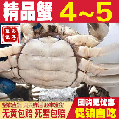 固城湖大闸蟹高淳螃蟹母4两公5两