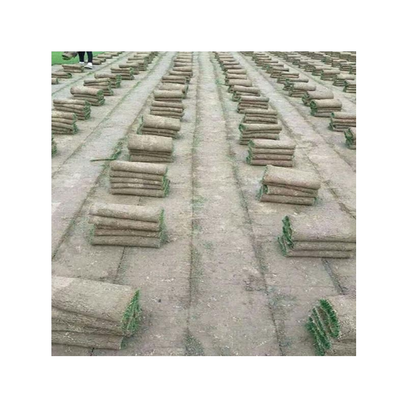 四季青带泥土马尼拉庭院果岭草