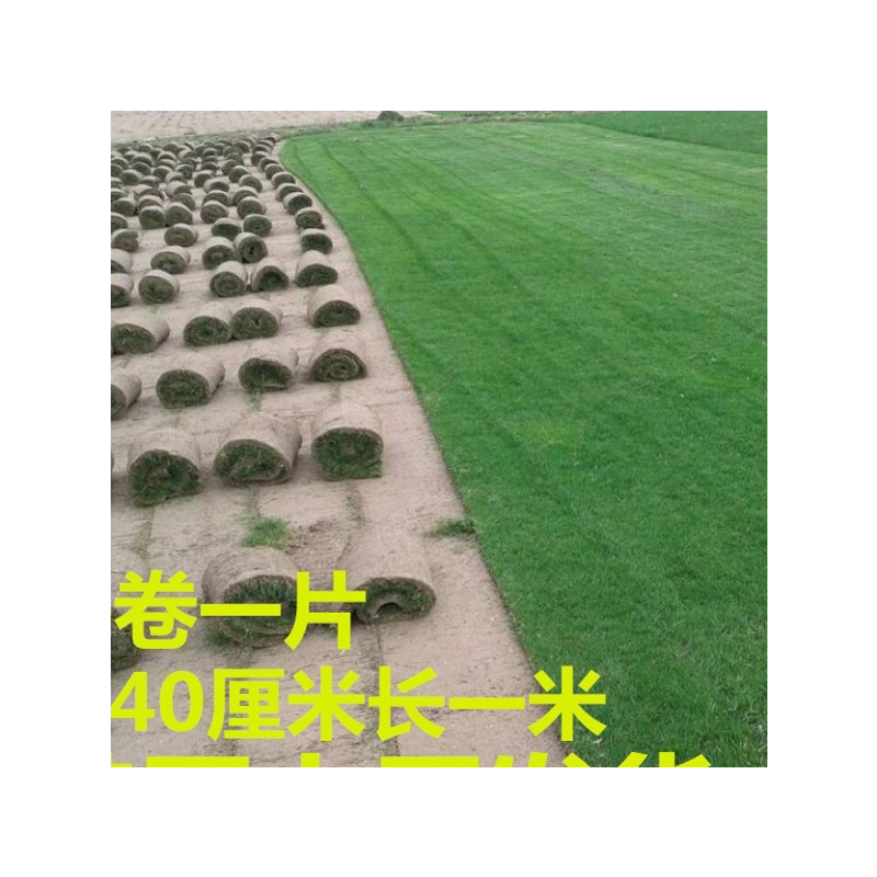 草坪带泥土真草马尼拉庭院绿化