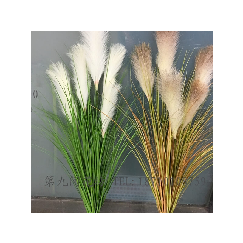 长枝芦苇草狗尾巴草水生桌摆芦苇