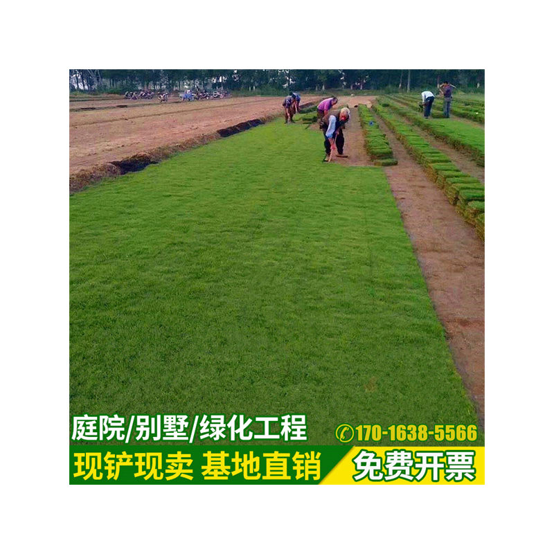 草坪带泥土果岭股颖四季青