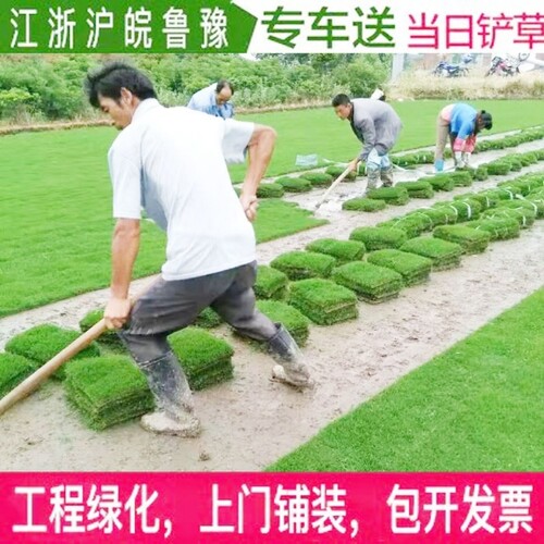 泥土耐寒剪股颖四季青马尼拉草皮
